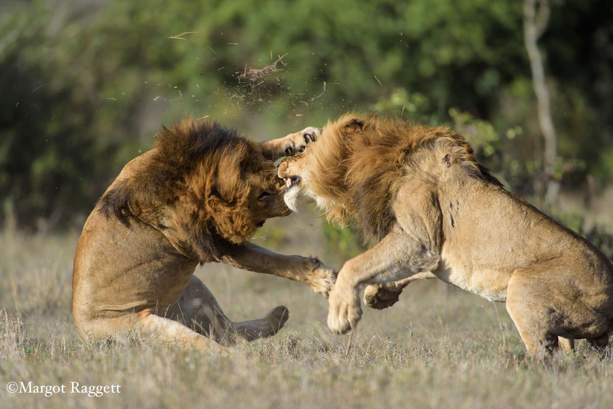 Confrontation on the African savanna